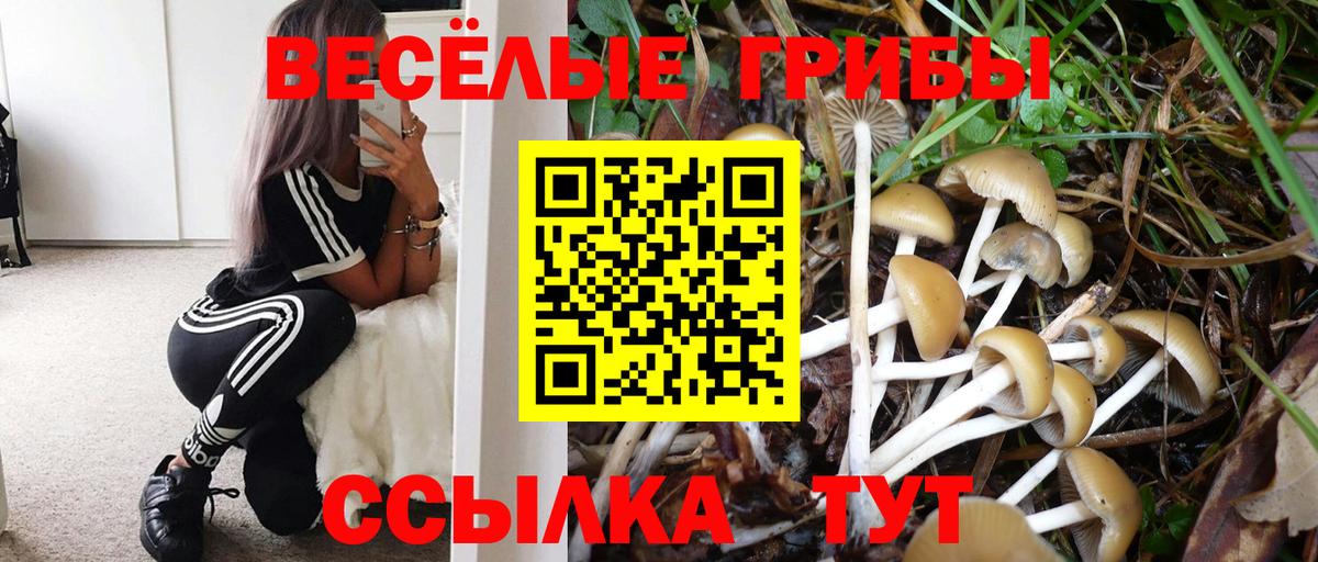 Псилоцибиновые грибы Psilocybe Бузулук